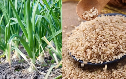 Trong cuộc sống hàng ngày, có 4 loại thực phẩm nảy mầm không những không "độc" mà còn tốt hơn - có khi bạn đã từng vứt bỏ chúng