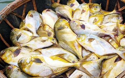 Loại cá "quý tộc” ngon nhất biển cả, giàu đạm gấp đôi trứng gà, ít chất béo xấu: Nấu cực đơn giản vẫn ngon tròn vị