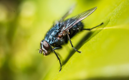 8 loại cây đuổi ruồi muỗi tốt nhất cho sân vườn của bạn