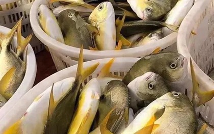 Loại cá đứng đầu "tứ quý ngư", bổ dưỡng hơn cá hồi, 300.000 đồng/kg vẫn tấp nập người mua