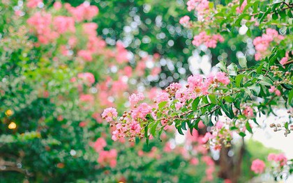 Loại cây là biểu tượng của thịnh vượng và bình an: Trồng một cây trong nhà, có được nhiều vị thuốc