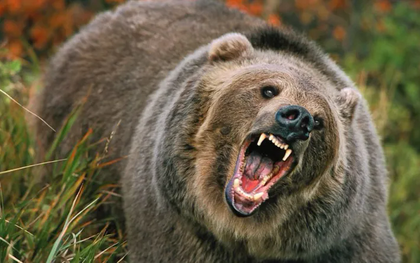 Gấu tấn công học sinh và giáo viên ở Canada, 11 người bị thương