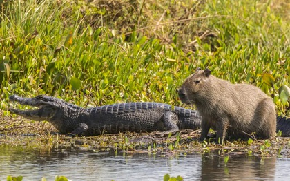 Tại sao cá sấu hiếm khi ăn chuột lang nước: Bí ẩn về loài gặm nhấm điềm tĩnh nhất hành tinh?