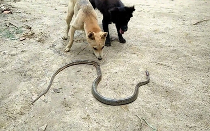 4 loài vật khiến rắn sợ run như cầy sấy