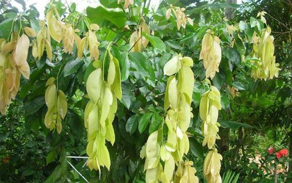 Loại lá dân dã bị quên lãng, nay khiến thực khách săn lùng vì vị ngon "lạ thường"