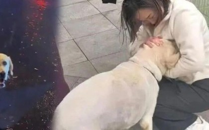 Kỳ diệu chú chó đi lạc 1.500 km vẫn quay trở về với chủ