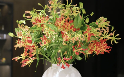 Không phải mê tín: Trồng 4 loại cây này trong nhà dễ “rước” họa vào thân, gây hại sức khoẻ còn tiêu tán tiền bạc