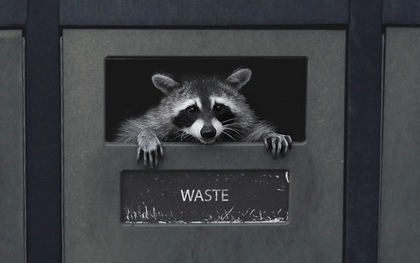 Gấu mèo thành phố đang tự thuần hóa và tiến hóa thành thú cưng!