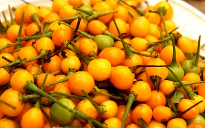 Cây “vô danh” bất ngờ thành đặc sản giá hơn 500 triệu đồng/kg, Việt Nam cũng đã trồng thành công