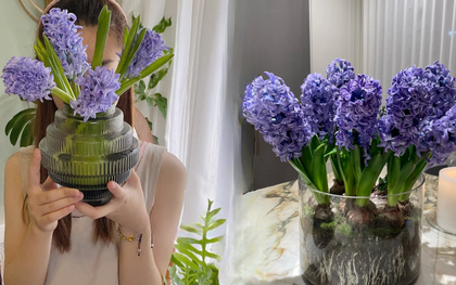 Nhiều chị em đang kháo nhau: Tết này nhất định phải trồng một chậu “hoa của các vị thần”, vừa thơm nhà vừa sang chảnh