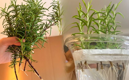 Chán cảnh hương thảo héo queo sau vài ngày, tôi thử trồng thủy canh và cái kết bất ngờ