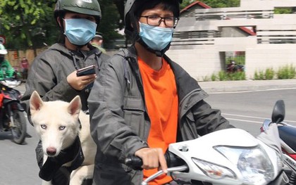 TPHCM: Chủ nuôi chó, mèo phải khai báo với UBND xã, phường, đặc khu