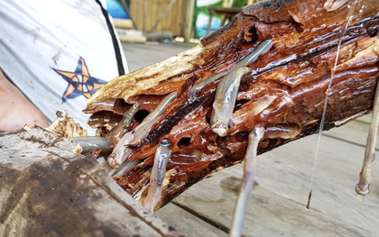 4 món đặc sản châu Á phải ăn tươi sống, Việt Nam cũng "góp mặt" một món