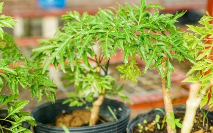 Loài cây này quý như vàng ròng: Lá là nhân sâm, càng trồng lâu càng thịnh vượng