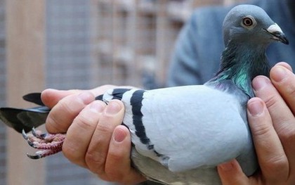 Choáng với bồ câu 35 tỷ: Đắt đỏ đến mức phải thuê vệ sĩ riêng bảo vệ