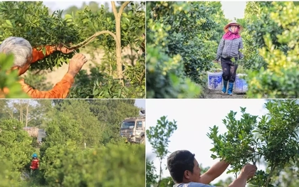 Làng quất lớn nhất xứ Thanh ‘chạy đua’ cho vụ Tết