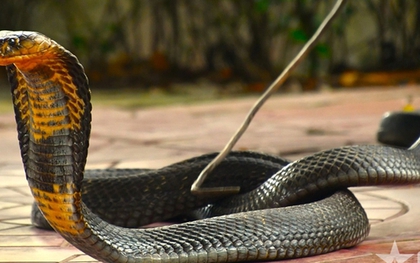 Rắn hổ mang chúa nặng 7 kg bất ngờ xuất hiện trong khu dân cư