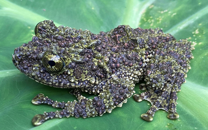 Loài ếch kỳ dị xuất hiện tại một khu rừng ở Thanh Hóa