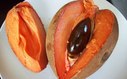 Loại quả xưa không ai biết, nay thành đặc sản bổ như nhân sâm, giá ngất ngưởng 400.000 đồng/kg