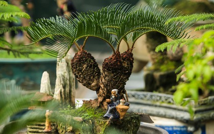 Bí mật của cây vạn tuế