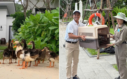 Fanpage của Vinpearl Nha Trang thông báo về tình trạng đàn vịt "tài phiệt" trước bão số 15 Koto