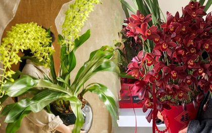 Tết Nguyên đán năm nay mà nhà không có 1 chậu địa lan thì đúng là "phải tội": Học 3 cách chăm từ giờ để hoa nở đầy phòng khách