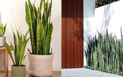 Lưỡi hổ là cây hút tài hay phá tài? Xem lại cách bạn đang đặt cây trong nhà