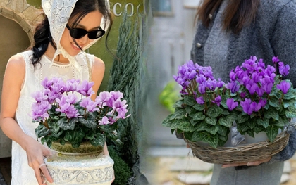 Hoa anh thảo đang hot, vừa dễ trồng lại giúp nhà thêm phúc khí, hoa nở từ Noel đến sau Tết, chị em tha hồ mà chơi