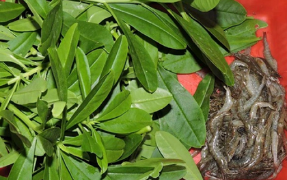 Đừng chỉ ăn củ, lá loài cây này quý như "nhân sâm người nghèo", mọc um tùm như cỏ dại