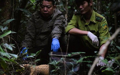 7 con tê tê Java được thả về tự nhiên