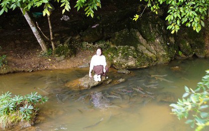 Có một suối "cá thần" khác ở Thanh Hóa mà nhiều người chưa biết