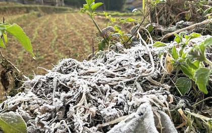 Cao nguyên đá Đồng Văn rét dưới 1°C, băng giá trắng xoá xuất hiện