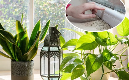 7 loại cây làm sạch không khí, hút ẩm và ngăn nấm mốc sinh sôi trong nhà