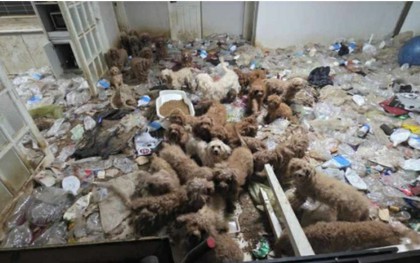 36 con poodle bị bỏ đói, sống chung 17 bộ xương chó, rác thải ngập ngụa trong một tòa nhà