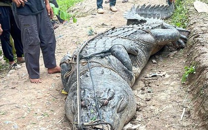 Người dân bắt được cá sấu khổng lồ dài 7 mét, nặng gần 1 tấn dưới sông