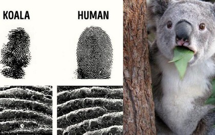 Những sự thật kỳ lạ trên thế giới mà ai cũng nghĩ là "fake", nhưng hóa ra thật 100%