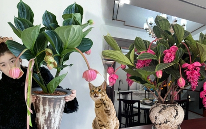 Giới chơi cây đang mê tít hoa bảo liên đăng: Loài hoa hồng rủ như đèn chùm, giúp phòng khách sang như resort