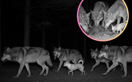 Sự thật ngỡ ngàng: Đến Chihuahua cũng mang dòng máu "sói" trong mình