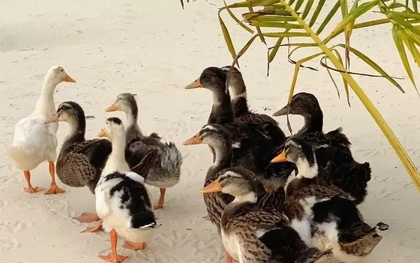 Độc lạ cuộc thi đặt tên cho đàn vịt trôi dạt vào resort 5 sao