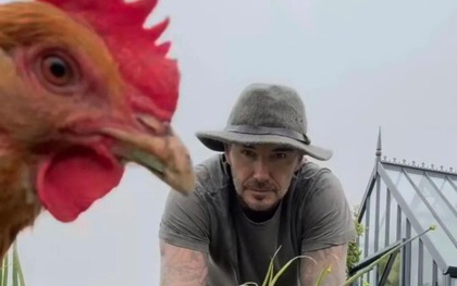 Cảnh tượng khó tin: David Beckham "bỏ phố về quê", trồng rau nuôi gà như nông dân