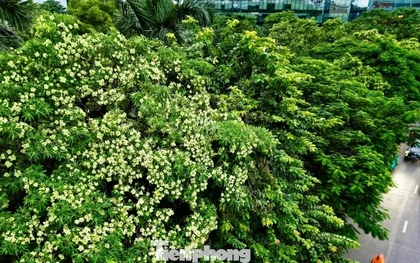 Vừa 'chạm đông', Hà Nội vẫn say trong hương hoa sữa