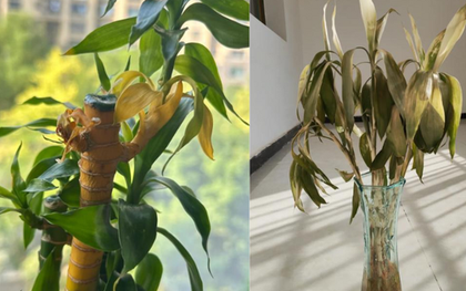 Cây trúc may mắn bị “cấm cửa” vì 4 lý do này: Hãy nghe lời khuyên của tôi - đừng trồng nó nữa!