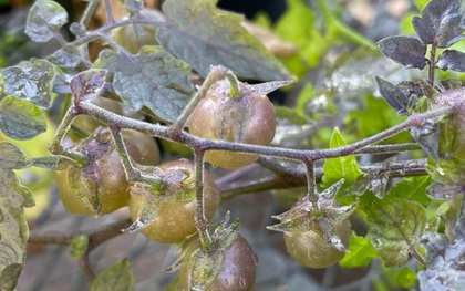 Ở "phòng thí nghiệm sống" của Darwin, một thứ đang tiến hóa ngược