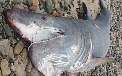 Cá mập khổng lồ liên tiếp dạt vào bờ gây xôn xao