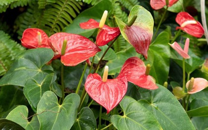 Loài cây giúp gia chủ "đổi vận": Cây càng thịnh người vượng, tình tài đỏ rực như son