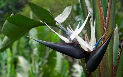 6 cây "gọi tiền" nên trồng trong năm 2026