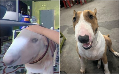 Thông báo khẩn từ chủ quán nướng Hà Nội có chú chó giống hệt “cậu Vàng” trong game Phở Anh Hai