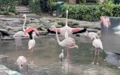 Thảo Cầm Viên đón tin vui "chấn động" sau 20 năm