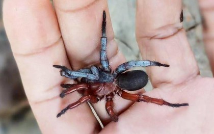 Các nhà khoa học tìm thấy một loài nhện nửa đực, nửa cái ở Thái Lan