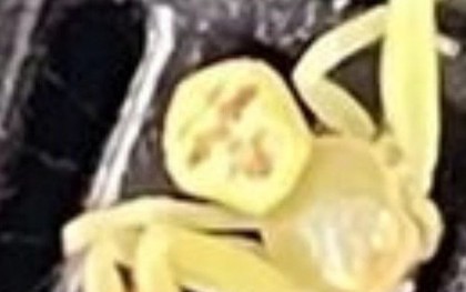 Xuất hiện "nhện mặt người" gây xôn xao cộng đồng mạng